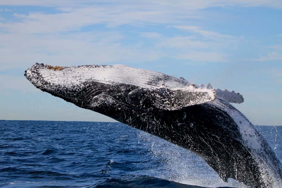 Newcastle: Small Group Humpback Whale Encounter Tour - Weather, clothing, and comfort