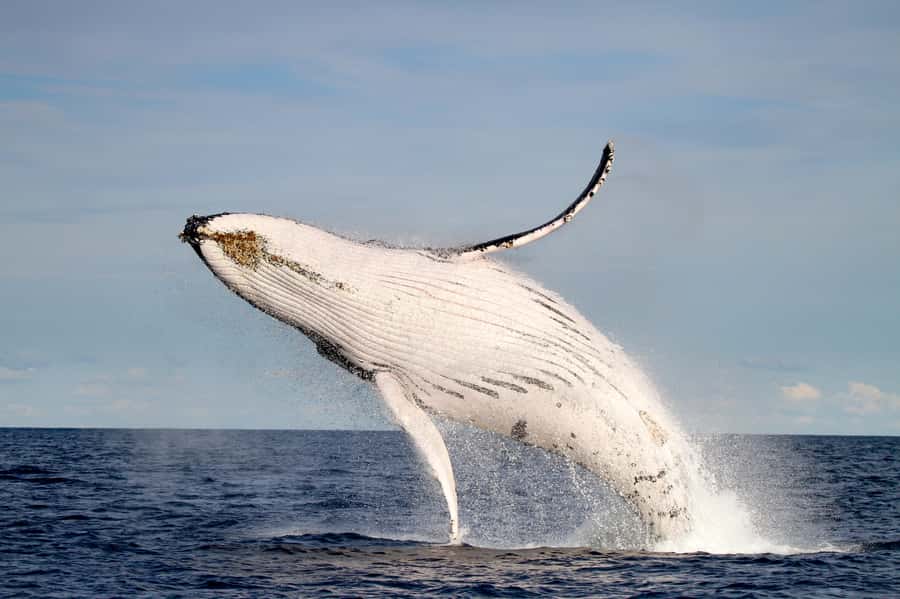 Newcastle: Small Group Humpback Whale Encounter Tour - Is $88 good value?
