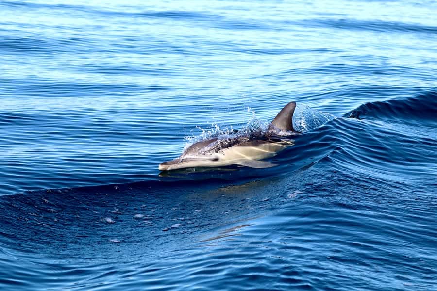 Newcastle: Small Group Humpback Whale Encounter Tour - Booking and cancellation details