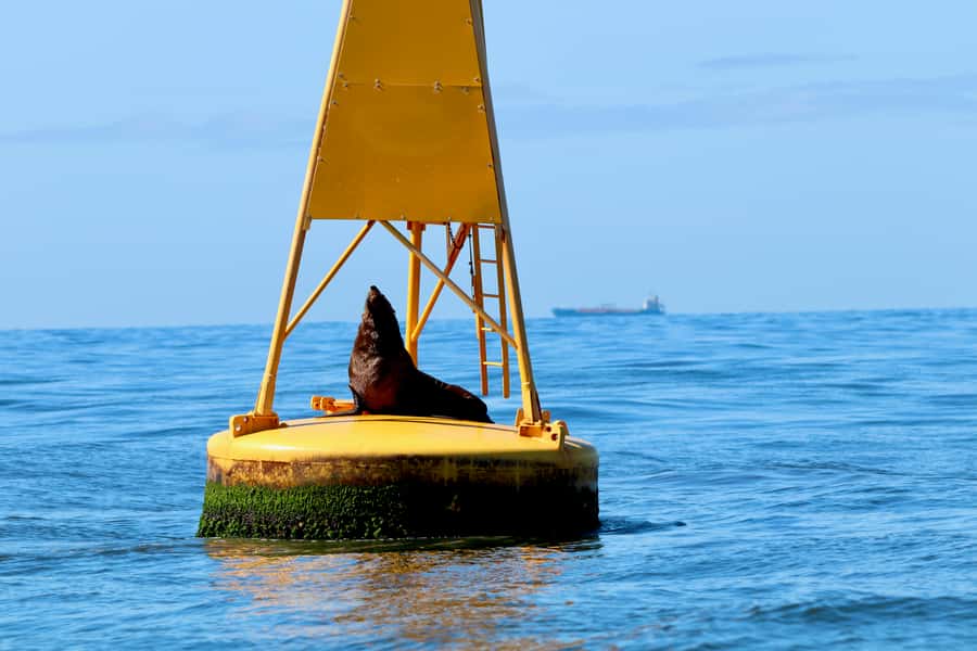 Newcastle: Small Group Humpback Whale Encounter Tour - Why the small boat matters