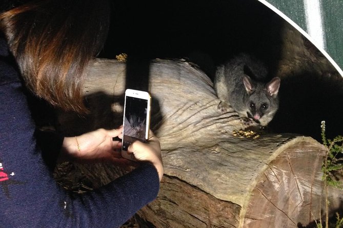Nocturnal Wildlife Tour from Busselton - Arriving at Yelverton Brook after sunset