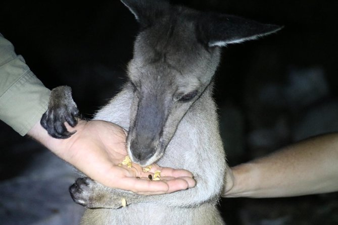 Nocturnal Wildlife Tour from Busselton - Woylies, quendas and the value of a rare sighting