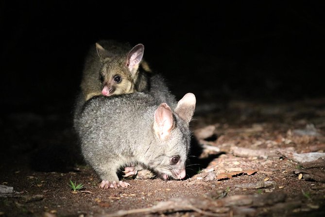 Nocturnal Wildlife Tour from Busselton - What the $68 price really covers