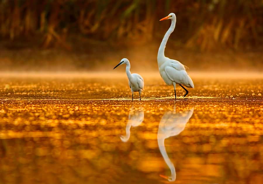 Noosa: Afternoon Cruise through the Noosa Everglades - Key points to know before booking