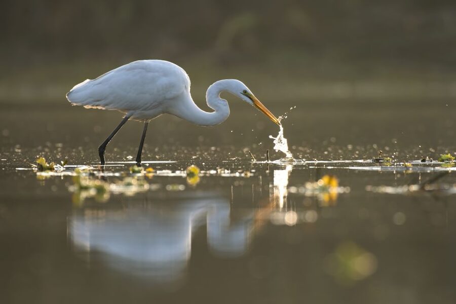 Noosa: Afternoon Cruise through the Noosa Everglades - Is $66 good value?