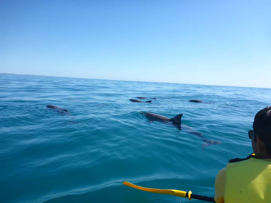 Noosa: Epic Ocean Kayak with Dolphins & 4WD Beach Adventure - Why this Noosa trip offers more than a dolphin tour