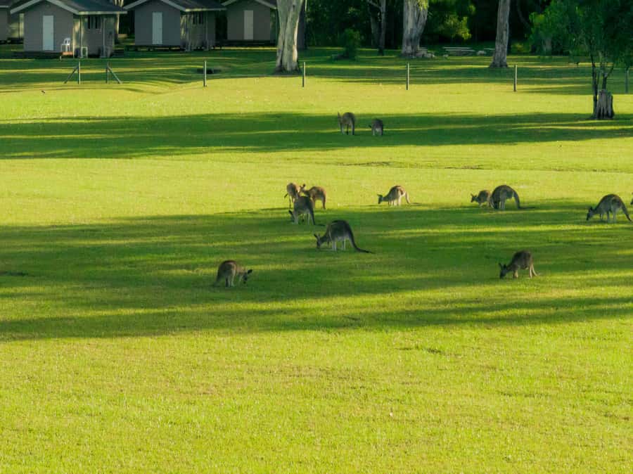 Noosa: Everglades Explorer Cruise - Wildlife and photo opportunities