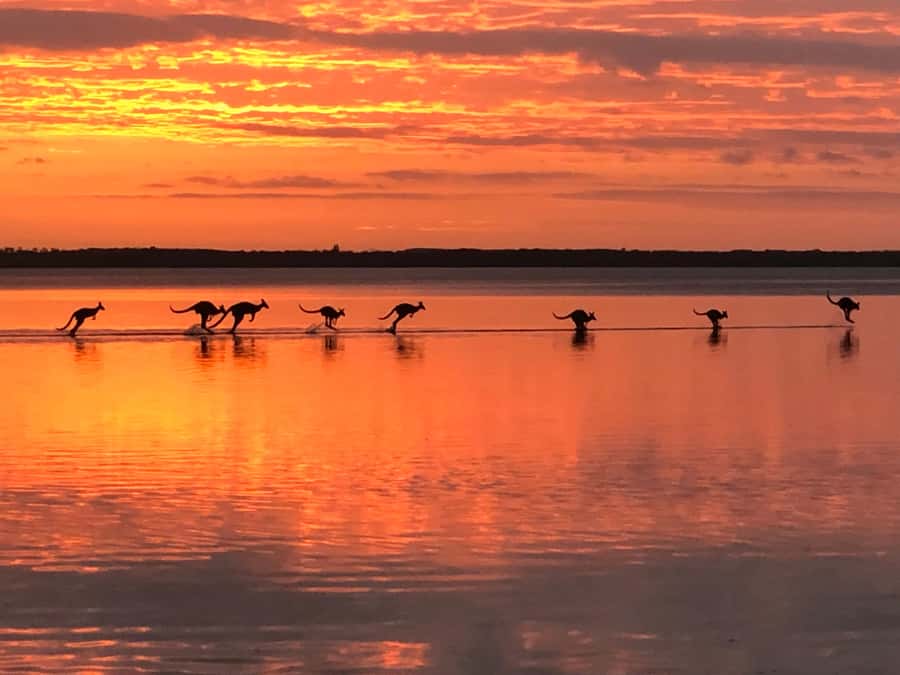 Noosa: Everglades Explorer Cruise - Is $116 good value?