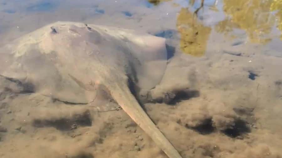 Noosa Heads: Hidden Waterways Wildlife Kayak (Self-Guided) - Starting beside the Weyba waterways