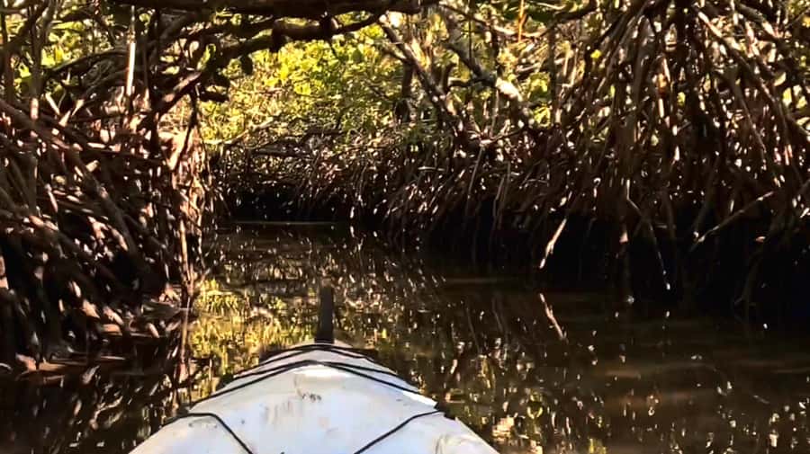 Noosa Heads: Hidden Waterways Wildlife Kayak (Self-Guided) - Paddling through the mangrove tunnels