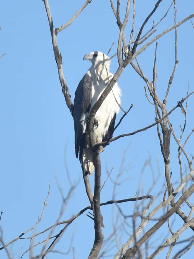 Noosa Heads: Hidden Waterways Wildlife Kayak (Self-Guided) - Birdwatching with a map and bird sheet