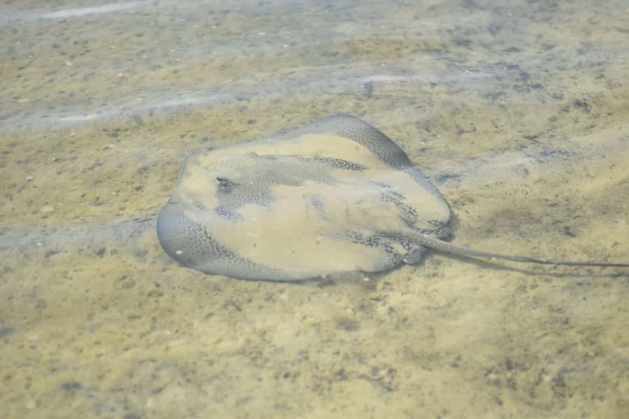 Noosa Heads: Hidden Waterways Wildlife Kayak (Self-Guided) - The optional swim in clear creek water