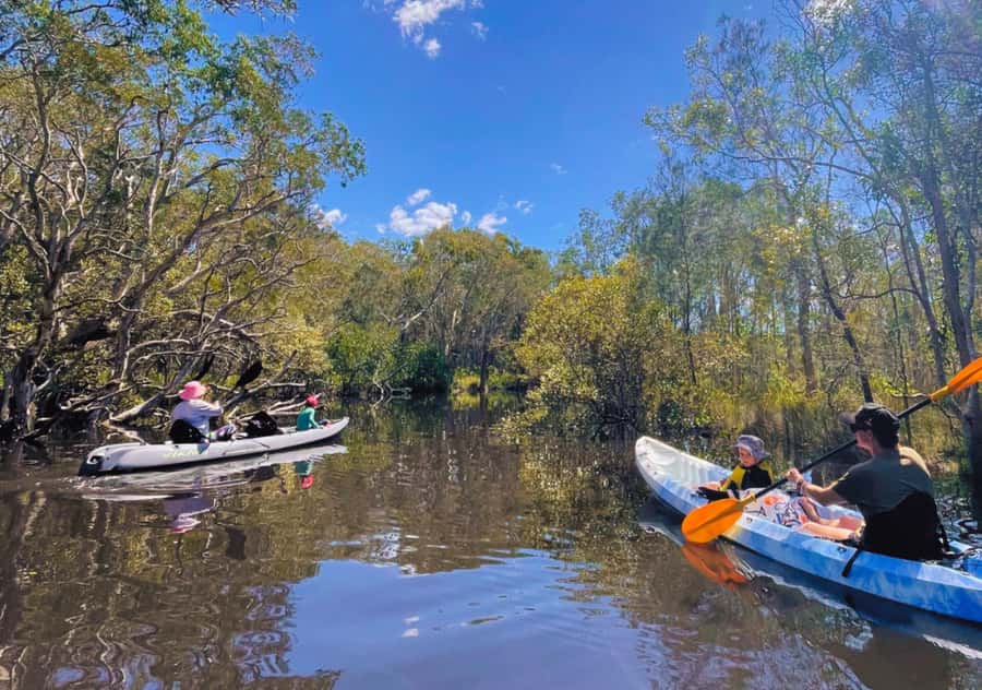 Noosa: Noosa Everglades and Stingray Sanctuary Kayak Tour - Wildlife beyond the stingrays