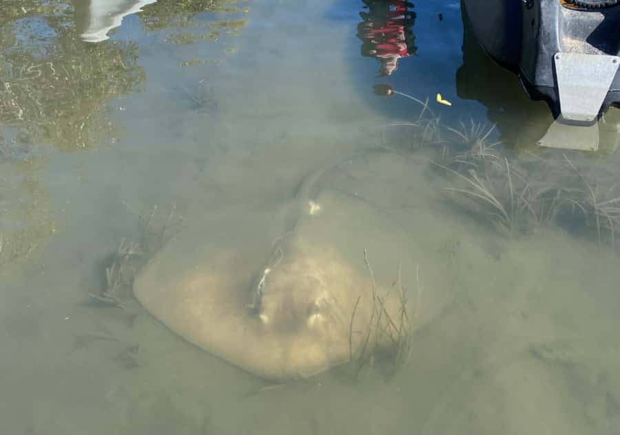 Noosa: Noosa Everglades and Stingray Sanctuary Kayak Tour - Quiet waterways and secluded mangroves