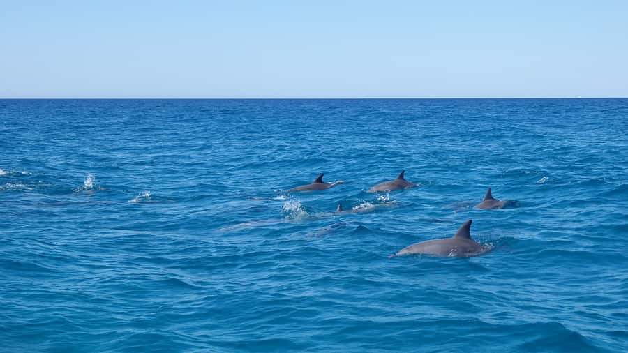 Noosa: Noosa Ocean Adventure with Dolphin Watching - Why this boat ride works so well in Noosa