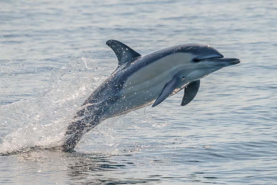 Noosa: Noosa Ocean Adventure with Dolphin Watching - Noosa National Park from the water