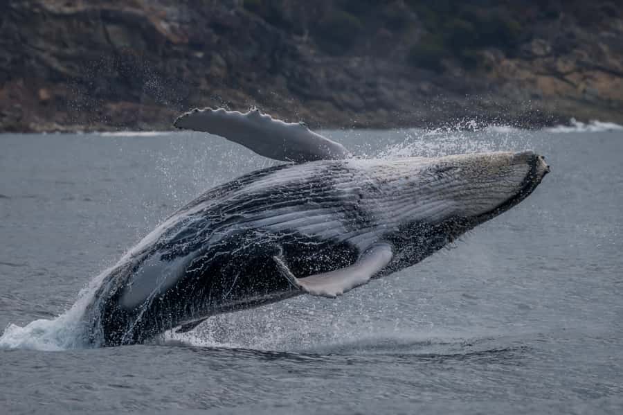 Noosa: Noosa Ocean Adventure with Dolphin Watching - The guide and the feel on board