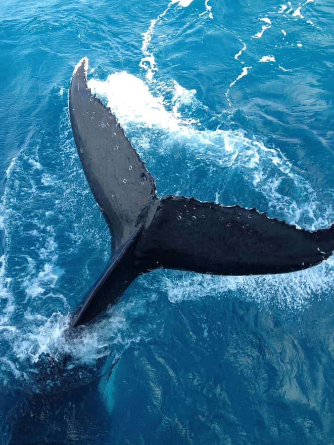 Noosa; Noosa Ocean Adventures - Whale Watching - Key points to know before booking