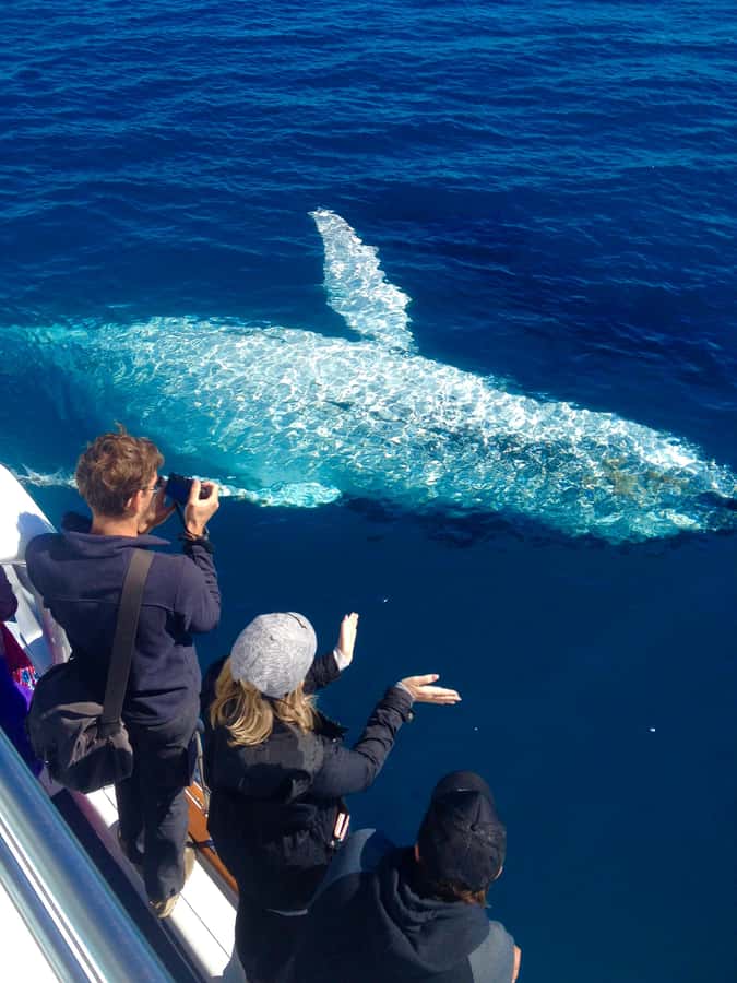 Noosa; Noosa Ocean Adventures - Whale Watching - Watching humpback whales near Noosa