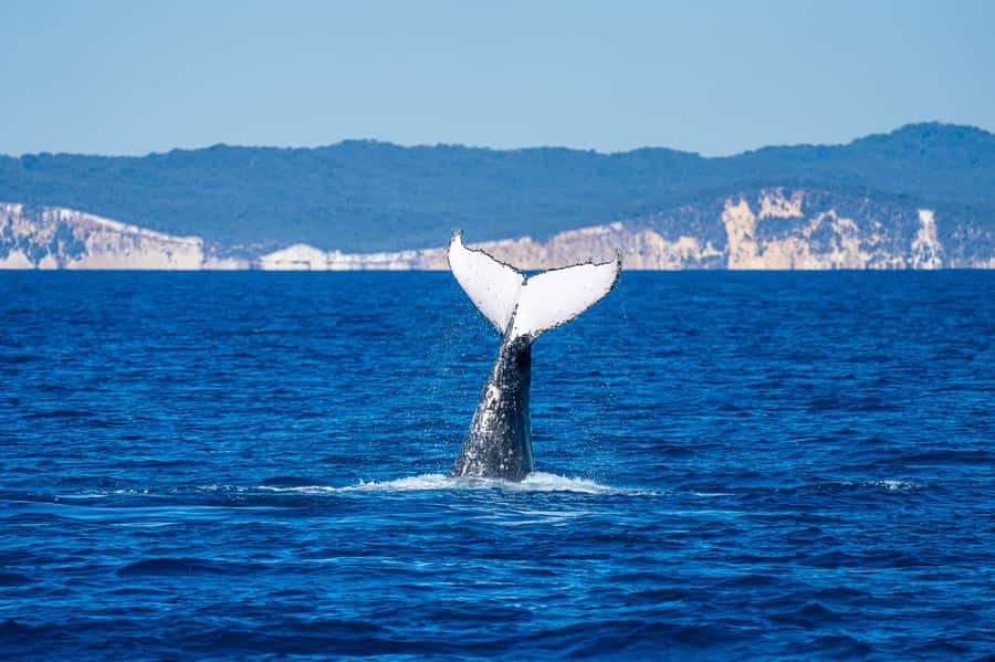 Noosa; Noosa Ocean Adventures - Whale Watching - Dolphins, turtles, and surprise sightings