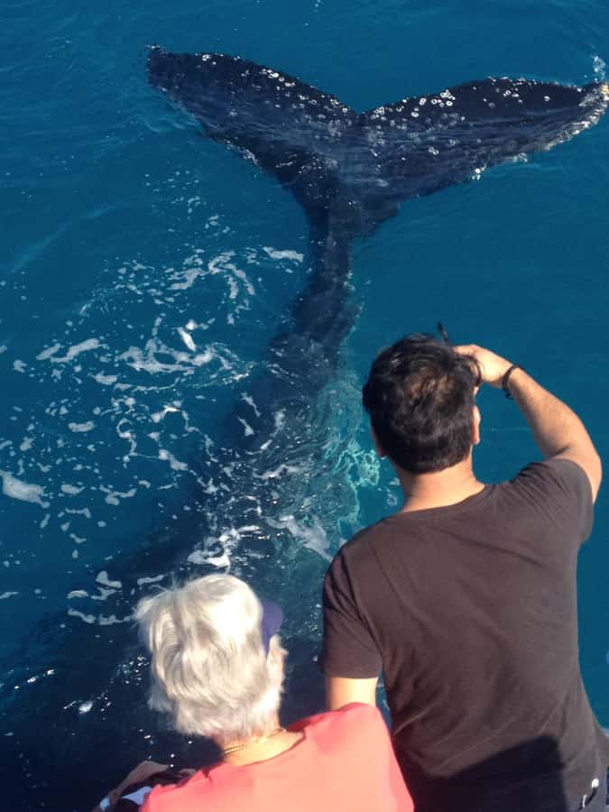 Noosa; Noosa Ocean Adventures - Whale Watching - Comfort, spray, and the reality of an open boat