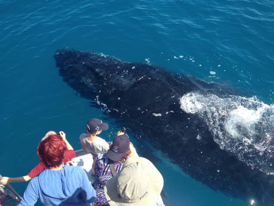 Noosa; Noosa Ocean Adventures - Whale Watching - Is $70 good value?