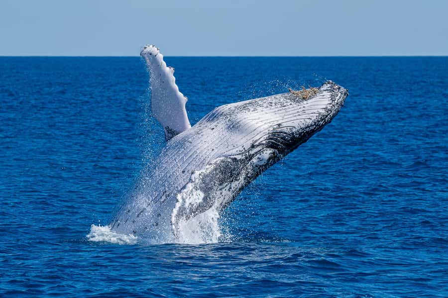Noosa; Noosa Ocean Adventures - Whale Watching - The first reward is Noosa’s coast