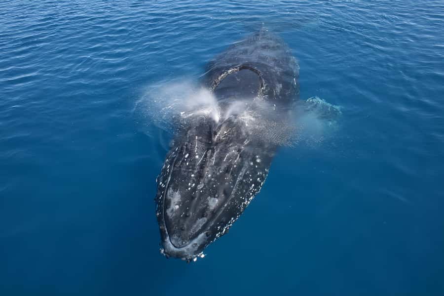 Noosa: Noosa Whale Watching Tour - Key points to know before you book