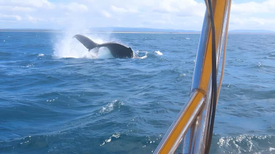 Noosa: Noosa Whale Watching Tour - Practical tips for a smoother outing