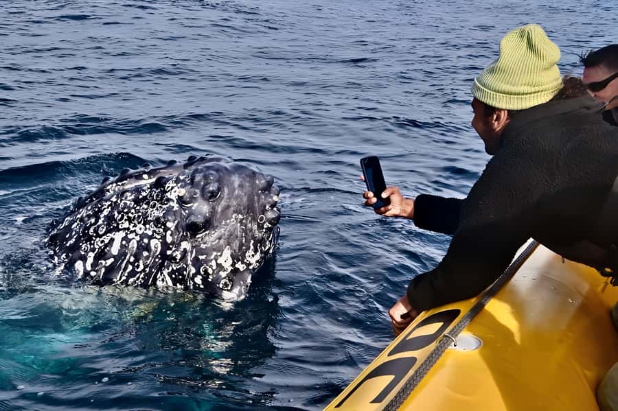 Noosa: Noosa Whale Watching Tour - From Noosa Marina to the river mouth