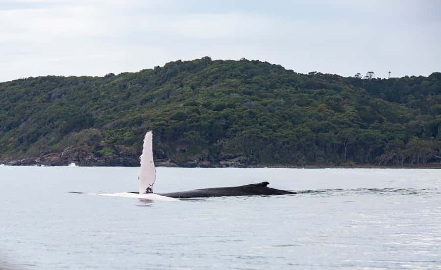Noosa: Noosa Whale Watching Tour - What whale watching really looks like
