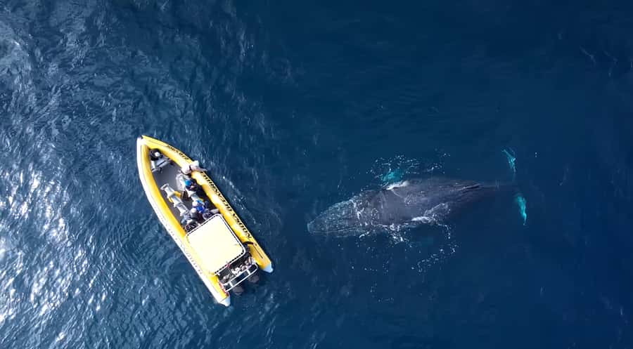 Noosa: Noosa Whale Watching Tour - The boat ride: fun for some, rough for others