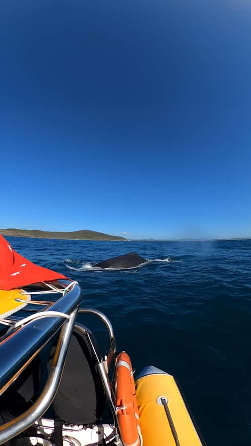 Noosa: Noosa Whale Watching Tour - Guides, commentary, and responsible wildlife viewing