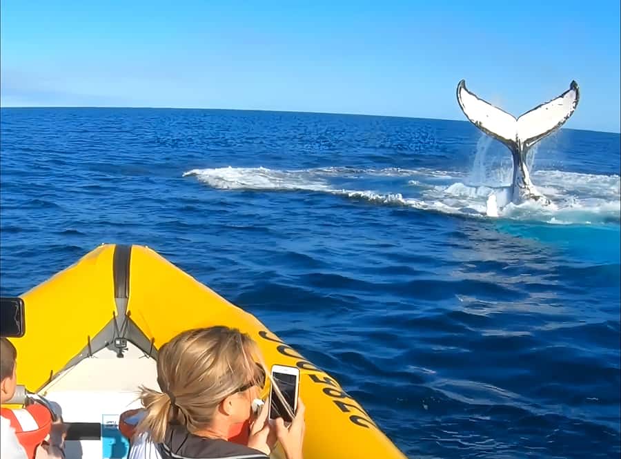 Noosa: Noosa Whale Watching Tour - Views beyond the whales