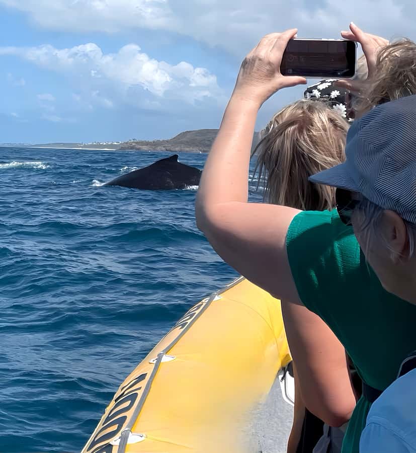 Noosa: Noosa Whale Watching Tour - Who will enjoy this most?