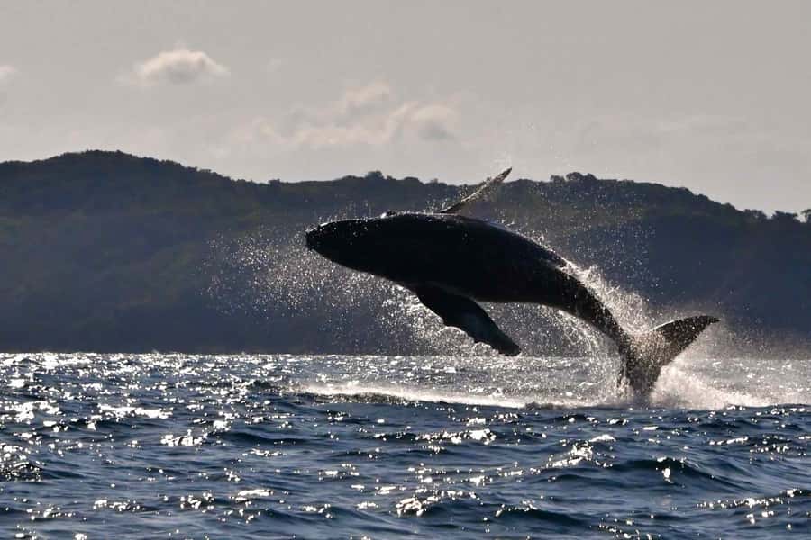 Noosa: Noosa Whale Watching Tour - Crossing into open water