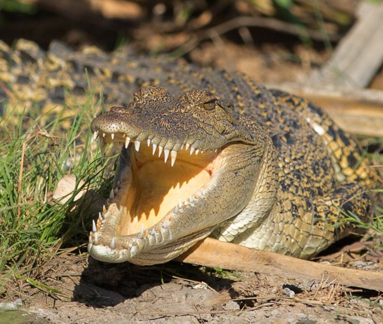 Northern Territory: Corroboree Billabong Nature Cruises - Who should book this cruise?