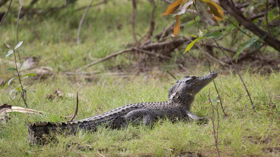 Northern Territory: Corroboree Billabong Nature Cruises - Seeing saltwater crocodiles in their natural setting