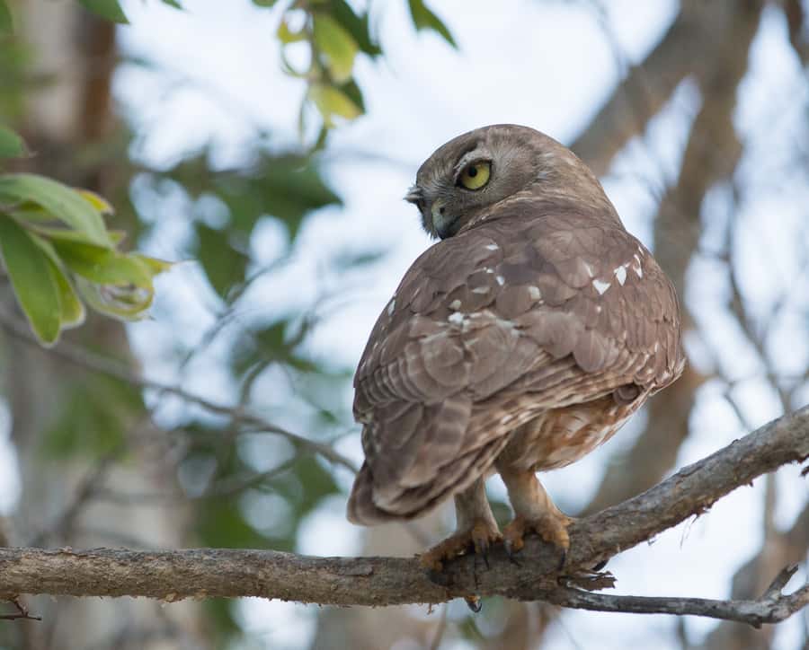 Northern Territory: Corroboree Billabong Nature Cruises - Birdlife, plants, and the quieter parts of the ride