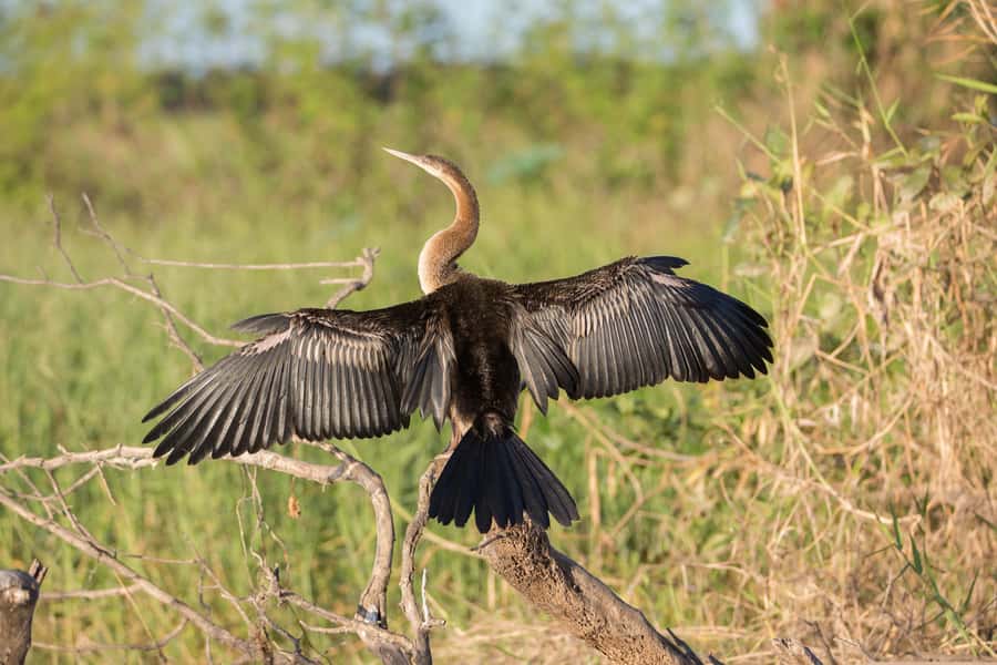 Northern Territory: Corroboree Billabong Nature Cruises - What the guide adds to the experience