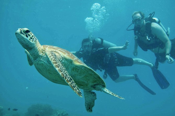 Ocean Freedom Great Barrier Reef Luxury Snorkel and Dive Cruise - The glass-bottom boat adds a useful second view