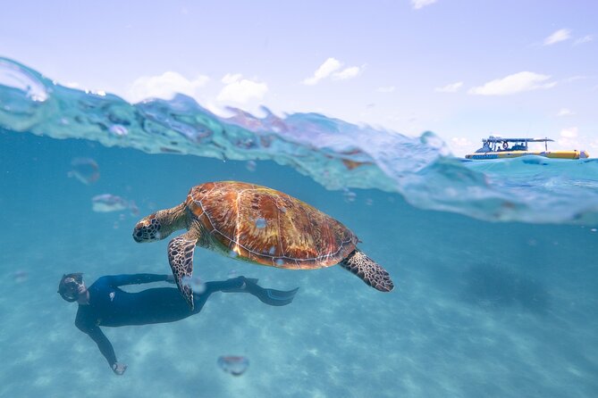 Ocean Safari Great Barrier Reef Experience in Cape Tribulation - Daintree views from the water