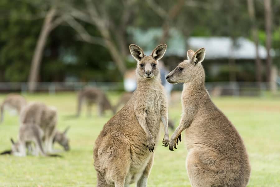 Oceans to Mountains Explorer: 3-Day Great Ocean Road Tour - Fitness, packing, and practical limits