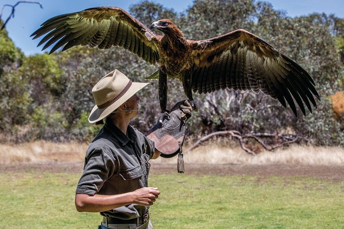 One Day Kangaroo Island Sip & See tour with return ferry transfers from Adelaide - Raptor Domain and close-up birds of prey