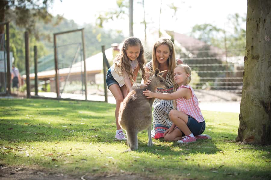 Paradise Country: Ultimate Aussie Farm Experience - Koalas, kangaroos, and the new meerkat residents