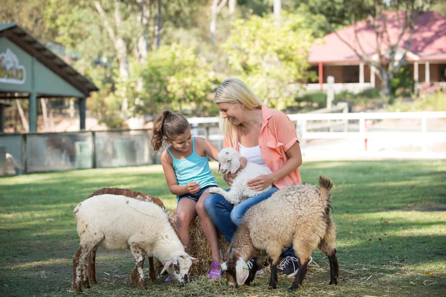 Paradise Country: Ultimate Aussie Farm Experience - Sheep herding shows the skill behind the farm image