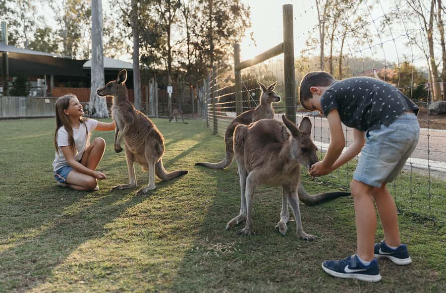 Paradise Country: Ultimate Aussie Farm Experience - The baby animal nursery starts with gentle encounters