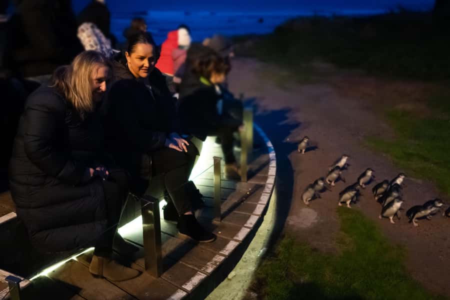 Penguin Parade: General Viewing Ticket - Key points to know before you go