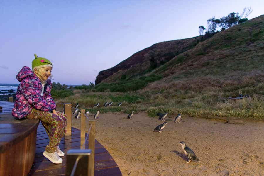 Penguin Parade: General Viewing Ticket - Arriving before sunset at Summerlands Beach