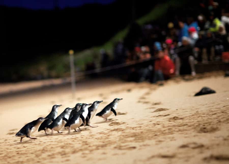 Penguin Parade: General Viewing Ticket - The boardwalks and the penguin highway